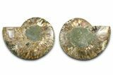 Cut & Polished Ammonite Fossil - Madagascar #377550-1